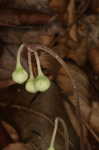 Pipsissewa <BR>Spotted wintergreen